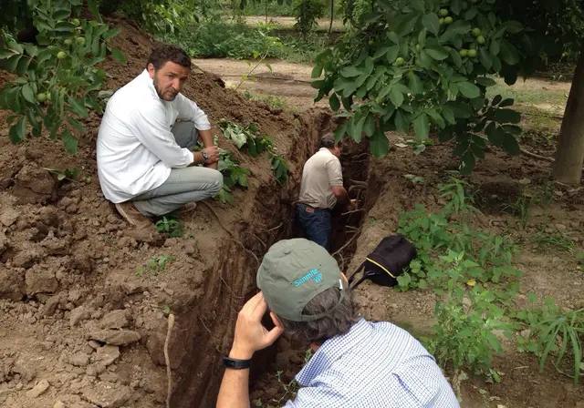Root-zone trench inspection in an orchard